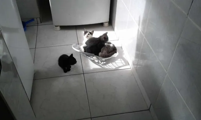 Gato ra a  idade 2 a 6 meses nome filhotes