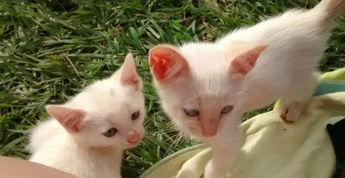 Gato ra a Vira latas idade 2 a 6 meses nome Varios