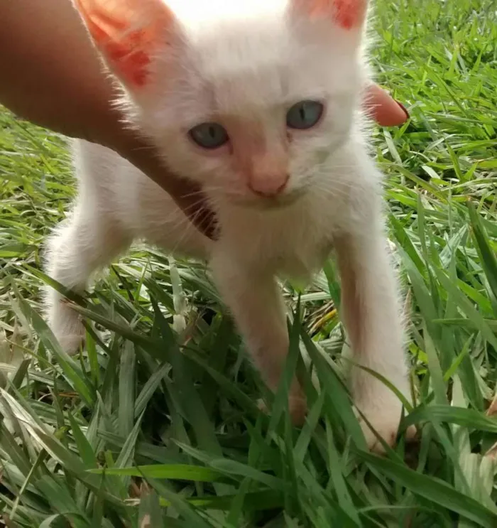 Gato ra a Vira latas idade 2 a 6 meses nome Varios