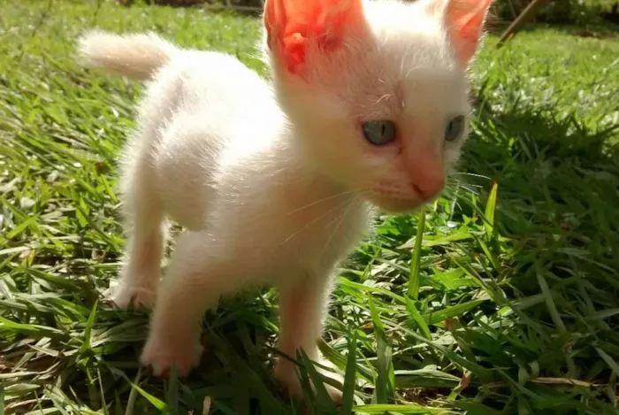 Gato ra a Vira latas idade 2 a 6 meses nome Varios
