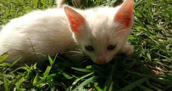 Gato ra a Vira latas idade 2 a 6 meses nome Varios