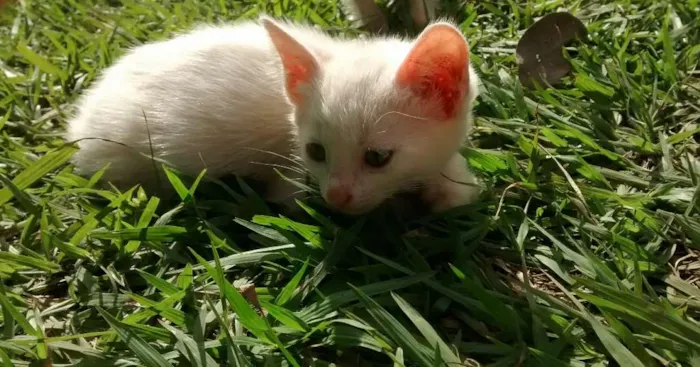 Gato ra a Vira latas idade 2 a 6 meses nome Varios