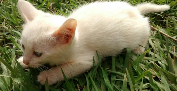 Gato ra a Vira latas idade 2 a 6 meses nome Varios