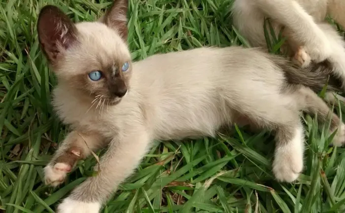 Gato ra a Vira latas idade 2 a 6 meses nome Varios