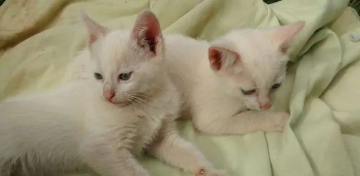 Gato ra a Vira latas idade 2 a 6 meses nome Varios