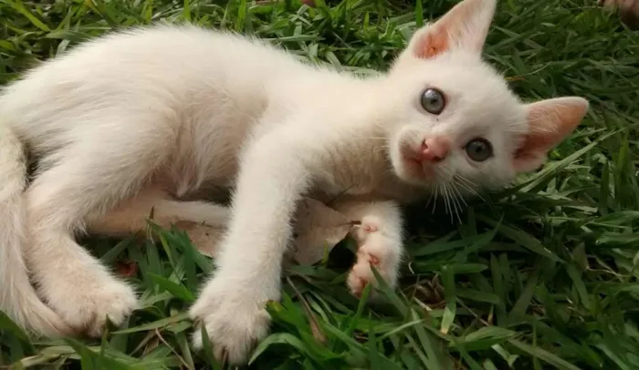 Gato ra a Vira latas idade 2 a 6 meses nome Varios