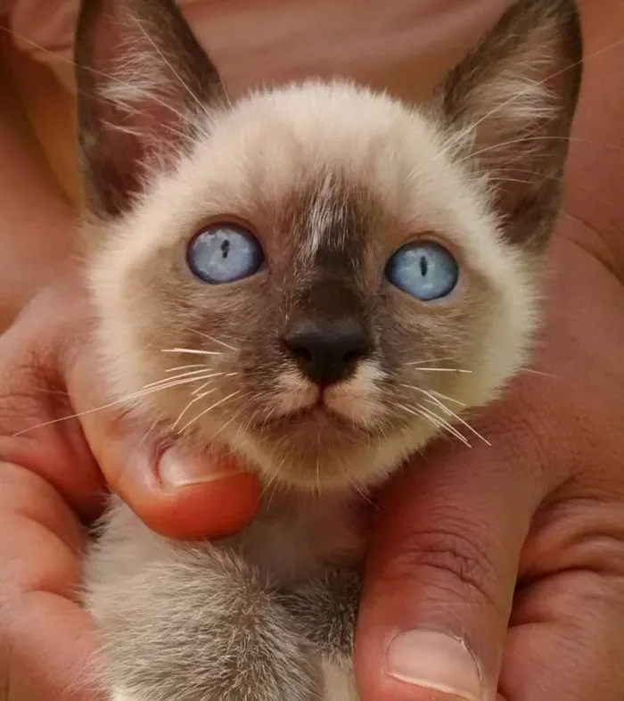 Gato ra a Vira latas idade 2 a 6 meses nome Varios