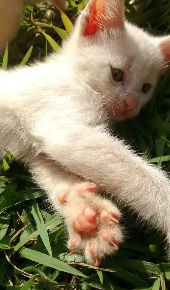Gato ra a Vira latas idade 2 a 6 meses nome Varios