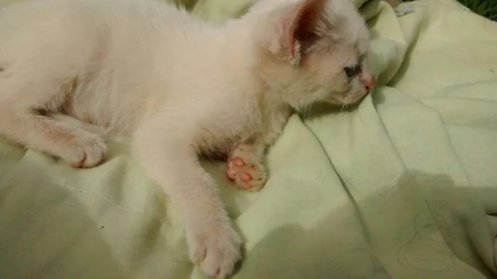 Gato ra a Vira latas idade 2 a 6 meses nome Varios