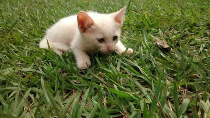 Gato ra a Vira latas idade 2 a 6 meses nome Varios
