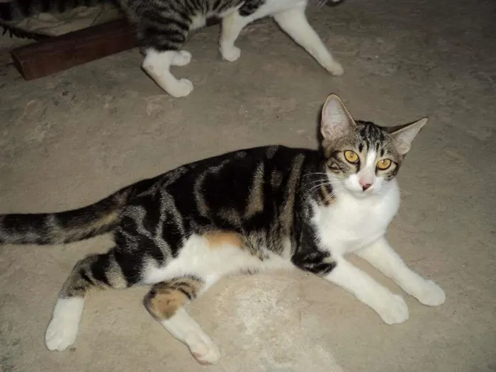 Gato raça  idade 2 a 6 meses nome não tem 