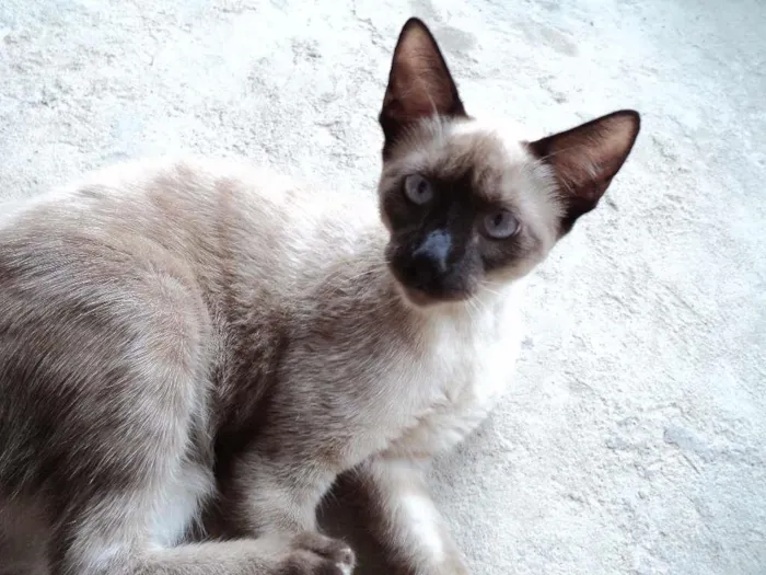 Gato raça Siamês idade 2 a 6 meses nome panda