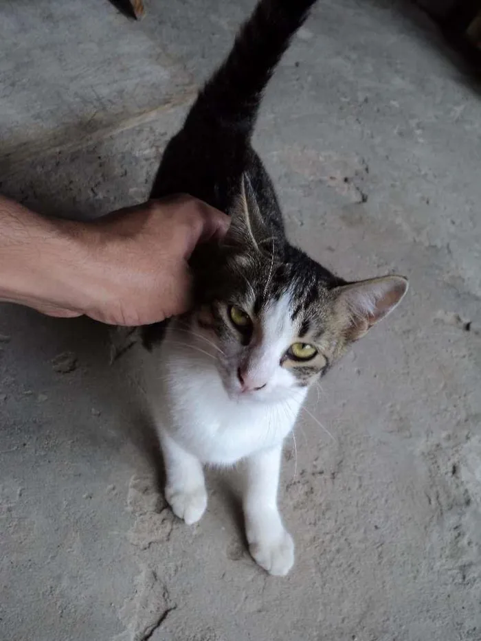 Gato raça  idade 2 a 6 meses nome ana 