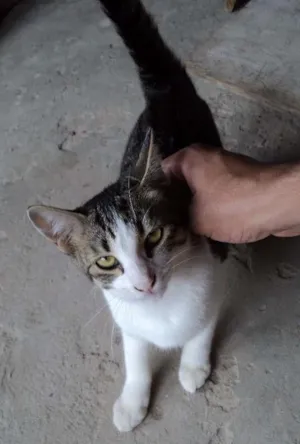 Gato raça  idade 2 a 6 meses nome ana 