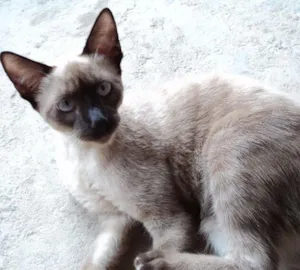 Gato raça Siamês idade 2 a 6 meses nome panda
