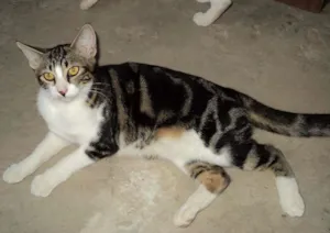 Gato raça  idade 2 a 6 meses nome não tem 