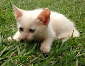 Gato raça Vira latas idade 2 a 6 meses nome Varios