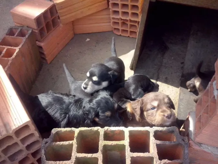Cachorro ra a NÃO SEI  idade Abaixo de 2 meses nome NÃO TEM 