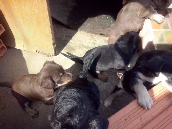 Cachorro ra a NÃO SEI  idade Abaixo de 2 meses nome NÃO TEM 