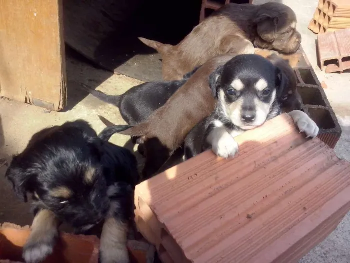 Cachorro ra a NÃO SEI  idade Abaixo de 2 meses nome NÃO TEM 