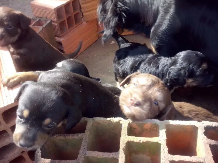 Cachorro ra a NÃO SEI  idade Abaixo de 2 meses nome NÃO TEM 
