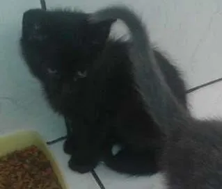 Gato ra a  idade 2 a 6 meses nome filhotes