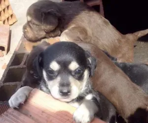 Cachorro raça NÃO SEI  idade Abaixo de 2 meses nome NÃO TEM 