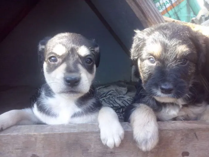 Cachorro ra a NÃO SEI  idade Abaixo de 2 meses nome NÃO TEM 