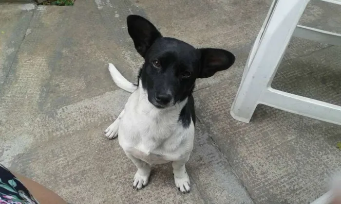 Cachorro raça SRD idade 1 ano nome Catatau