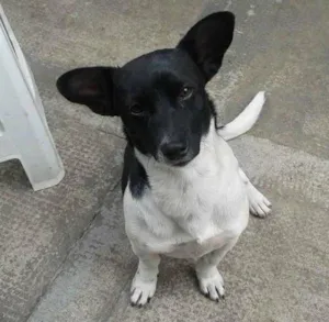 Cachorro raça SRD idade 1 ano nome Catatau