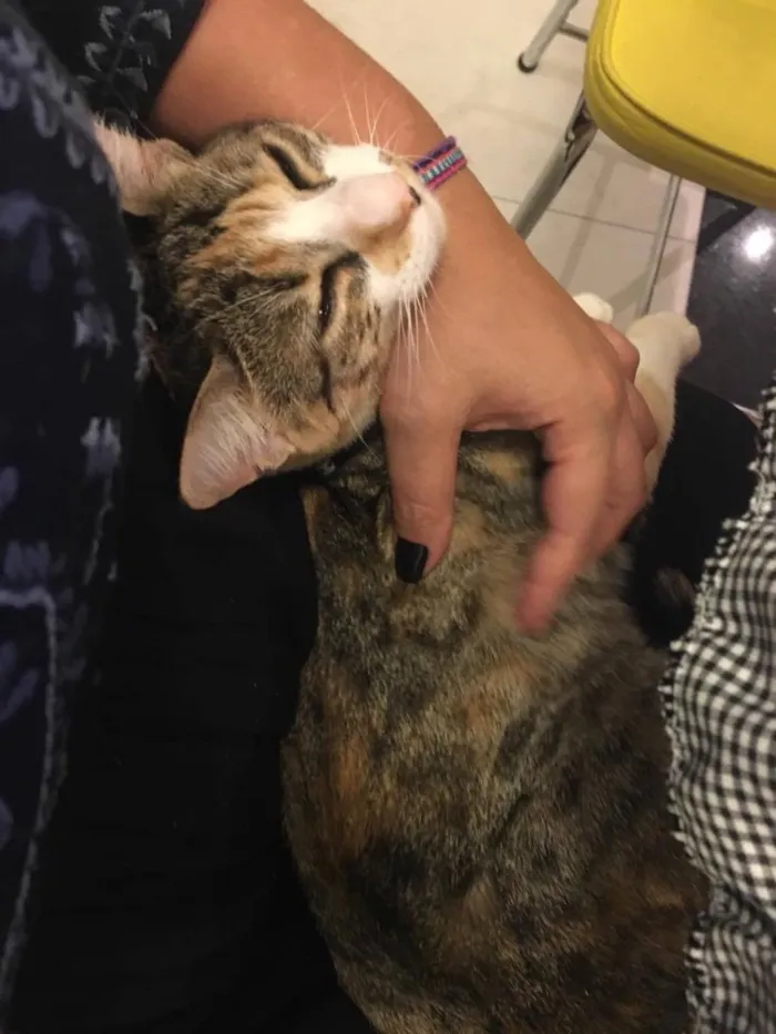 Gato ra a VIRALATA idade 7 a 11 meses nome OLGA E FLORA
