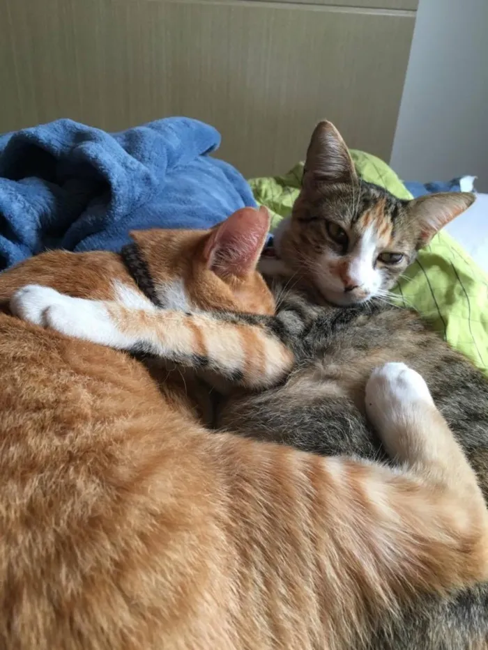 Gato ra a VIRALATA idade 7 a 11 meses nome OLGA E FLORA