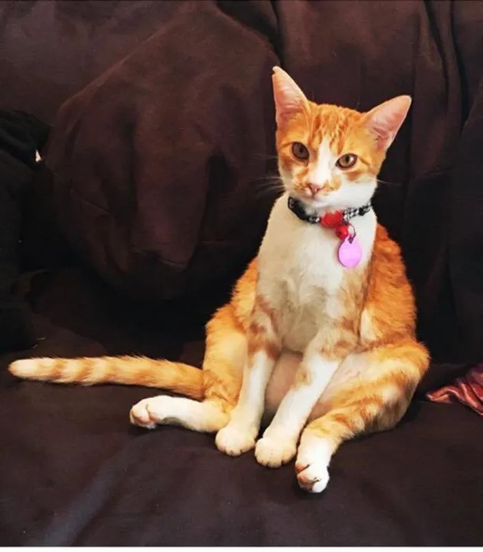 Gato ra a VIRALATA idade 7 a 11 meses nome OLGA E FLORA