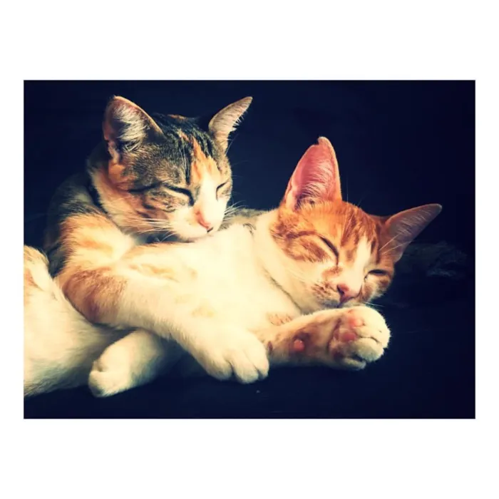 Gato ra a VIRALATA idade 7 a 11 meses nome OLGA E FLORA