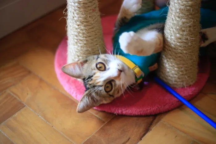 Gato ra a VIRALATA idade 7 a 11 meses nome OLGA E FLORA
