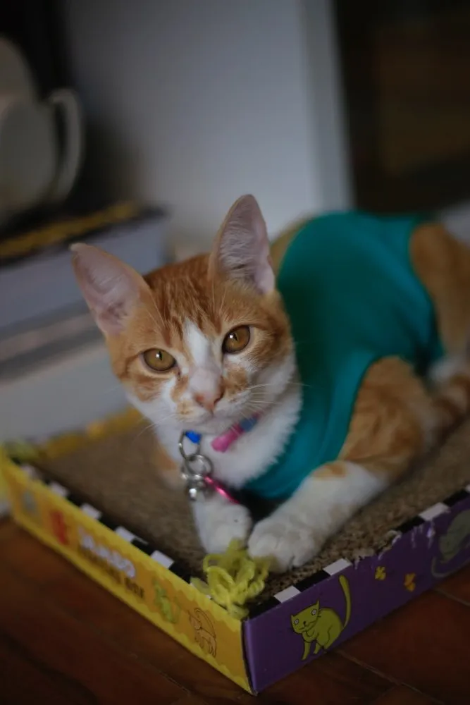 Gato ra a VIRALATA idade 7 a 11 meses nome OLGA E FLORA