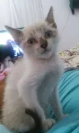 Nutella