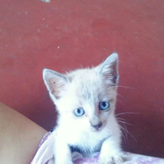 Gato raça Vira-latas idade 2 a 6 meses nome Nutella
