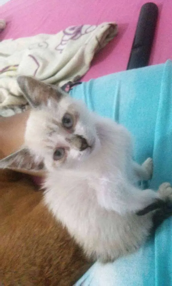 Gato raça Vira-latas idade 2 a 6 meses nome Nutella