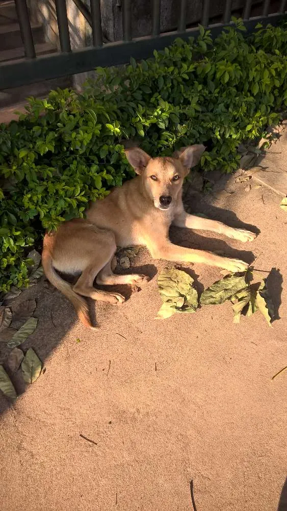 Cachorro ra a  idade 7 a 11 meses nome Quinze