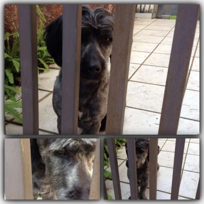Cachorro ra a SRD idade 1 ano nome NÃO TEM