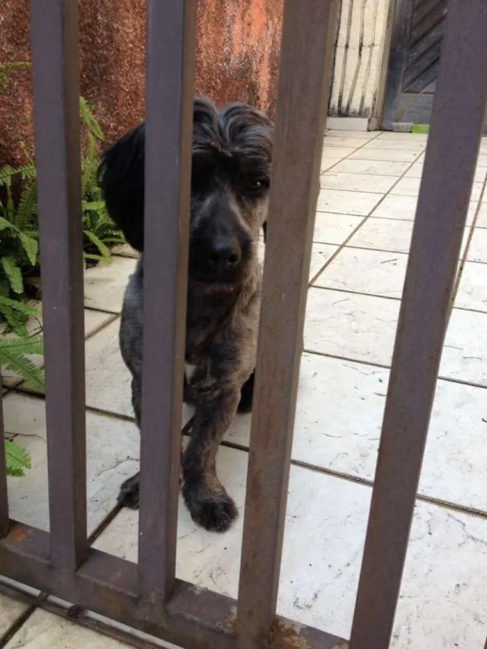 Cachorro ra a SRD idade 1 ano nome NÃO TEM