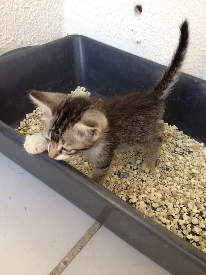 Gato ra a Vira Lata idade Abaixo de 2 meses nome Logan