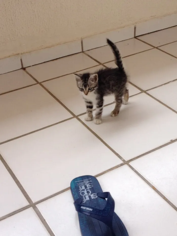 Gato ra a Vira Lata idade Abaixo de 2 meses nome Logan
