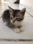 Logan
