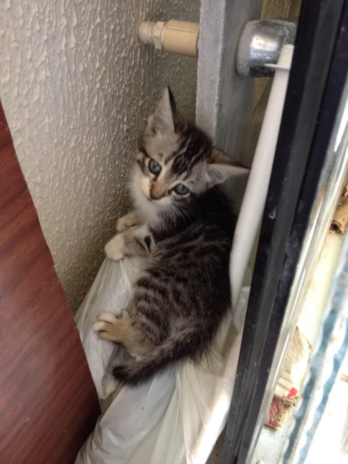 Gato ra a Vira Lata idade Abaixo de 2 meses nome Logan