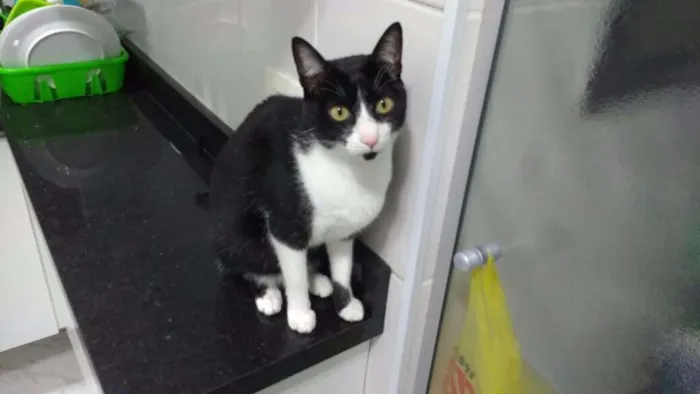 Gato ra a  idade 2 anos nome Tobias
