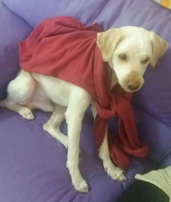 Cachorro ra a Vira-lata idade 1 ano nome Nico