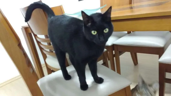 Gato ra a  idade 2 anos nome Bruce