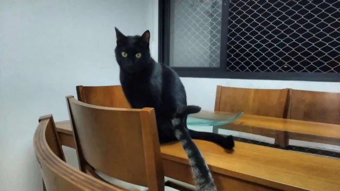 Gato ra a  idade 2 anos nome Bruce